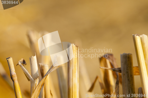 Image of Field after harvest  