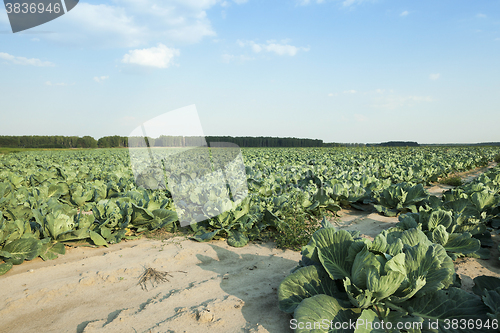 Image of Green cabbage in a field  