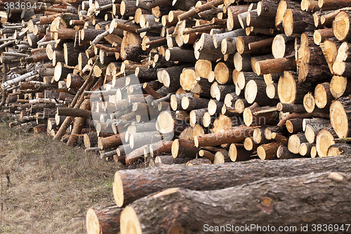 Image of harvesting hardwood. logs  