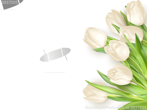 Image of Isolated tulip frame. EPS 10