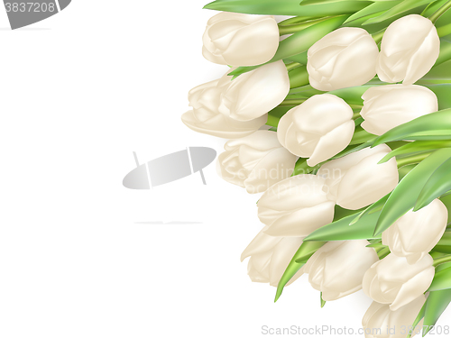 Image of Isolated tulip frame. EPS 10