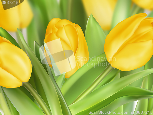 Image of Tulips on white background. EPS 10