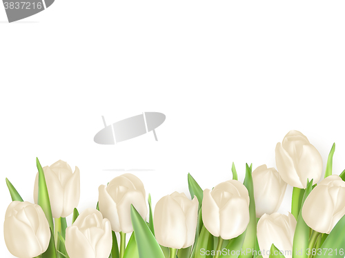 Image of Isolated tulip frame. EPS 10