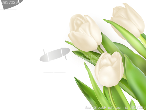 Image of Tulips decorative background. EPS 10