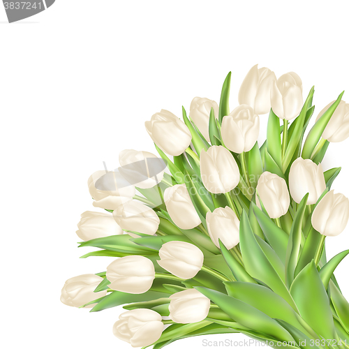 Image of Isolated tulip frame. EPS 10