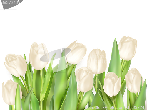 Image of Tulips decorative background. EPS 10