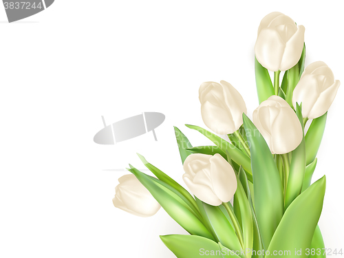 Image of Isolated tulip frame. EPS 10