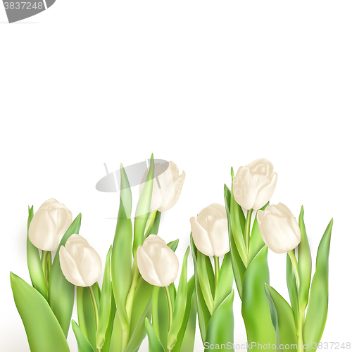 Image of Tulips decorative background. EPS 10