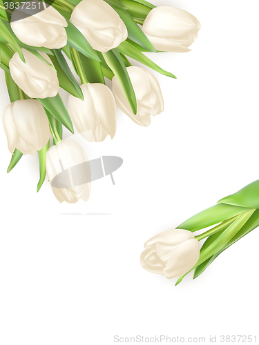 Image of Isolated tulip frame. EPS 10