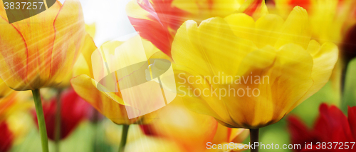 Image of Tulips on Sunny Spring Day, Highres