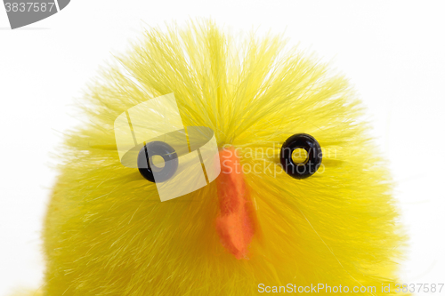 Image of Single easter chick, isolated, close-up