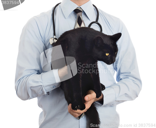 Image of Veterinarian holds a black cat for examination