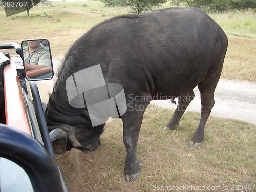 Image of charging buffalo