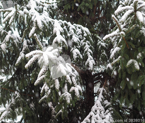 Image of Winter scene with snow