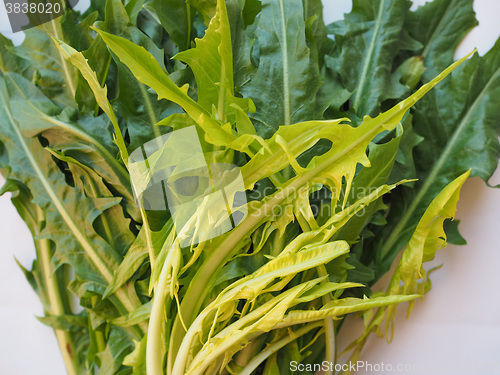 Image of Catalonian chicory salad