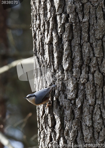 Image of Eurasian nuthatch in spring