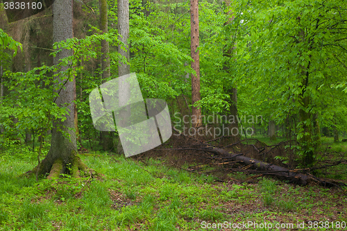 Image of Juvenile Hornbeam tree,against spruces background