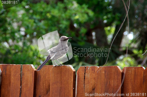 Image of catbird perched on fence