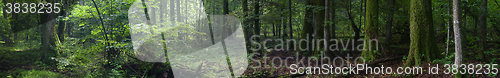 Image of Summertime old rich stand of Bialowieza Forest