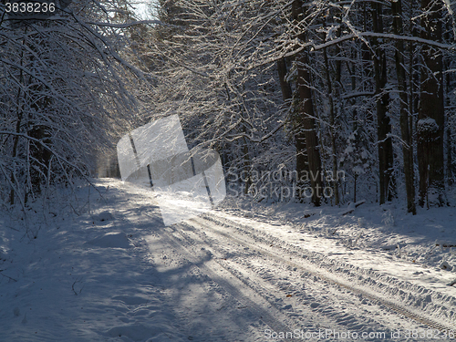 Image of Forest ground road snow covered