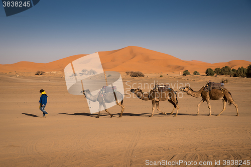Image of Berber man leading caravan, Hassilabied, Sahara Desert, Morocco