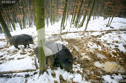 Image of Three wild hogs