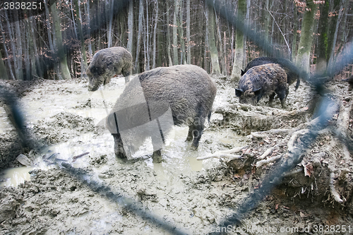 Image of Wild hogs searching for food