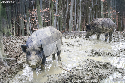 Image of Two wild hogs in forest