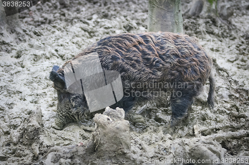 Image of Wild boar in mud