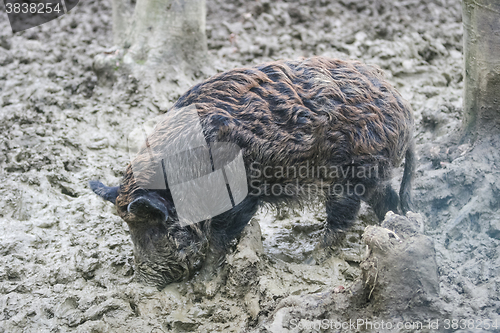 Image of Wild hog in mud