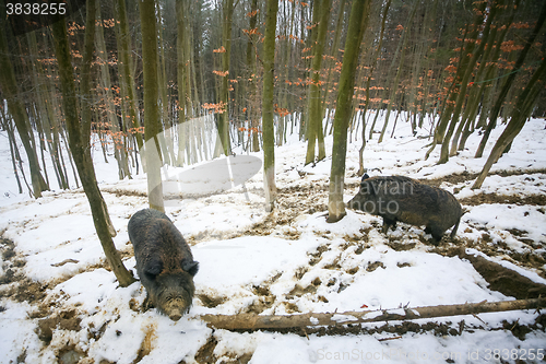 Image of Wild hogs in snow