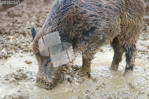 Image of Wild hog digging mud