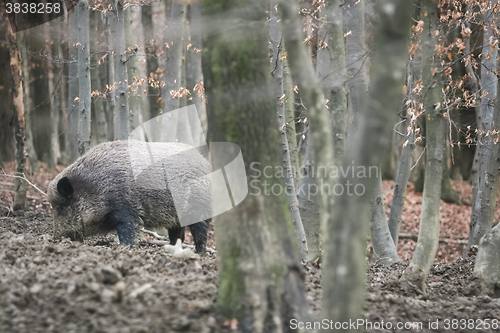 Image of Wild boar in nature