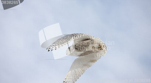 Image of Snowy Owl in Flight 