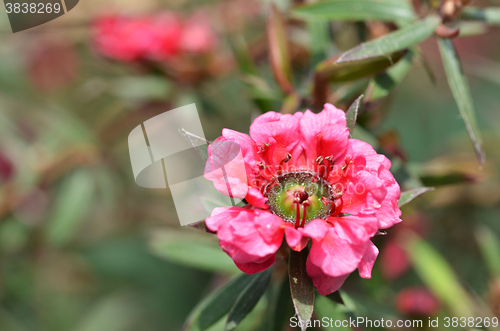 Image of Manuka myrtle\'s white-pink flower blooming