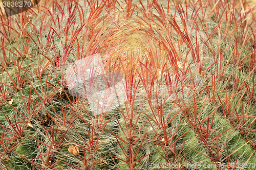 Image of Closeup green cactus with texture green spiny needles 