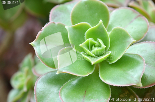 Image of Hen and Chicks Succulent Plant  