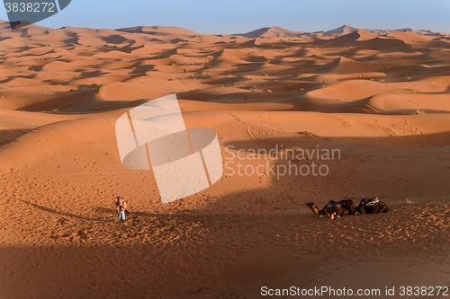 Image of Camels at the dunes, Morocco, Sahara Desert