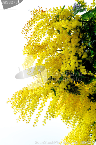 Image of Flowering Yellow Mimosa