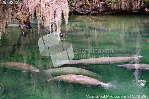 Image of West Indian Manatee, Blue Spring, Florida, USA