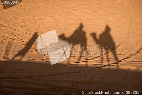 Image of Camel shadows on Sahara Desert sand in Morocco.