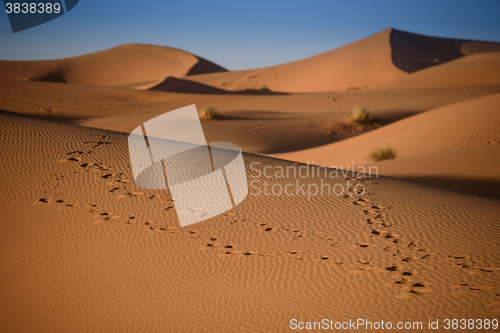 Image of Dunes, Morocco, Sahara Desert