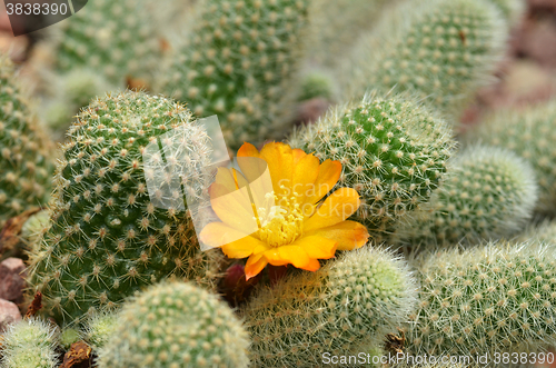 Image of Cactus with yellow flower