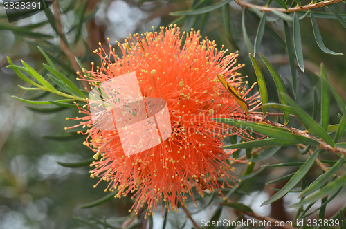 Image of Beautiful orange Grevillea flowers