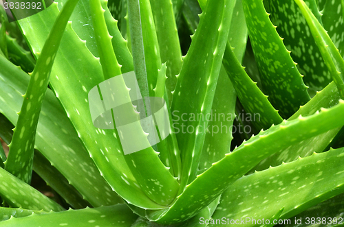 Image of Close up Aloe Vera Plant,