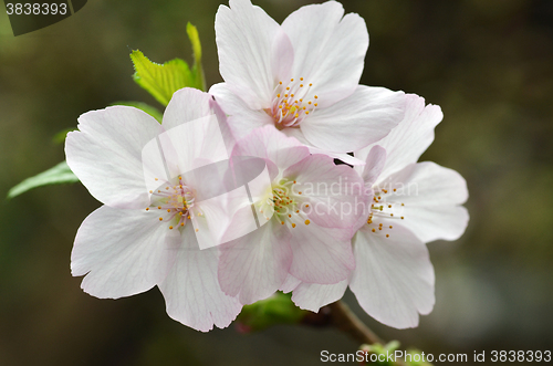 Image of Sakura, the famouse flower of Japan