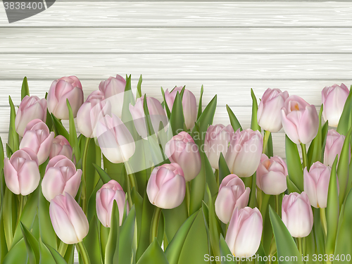 Image of Beautiful pink and white tulips. EPS 10