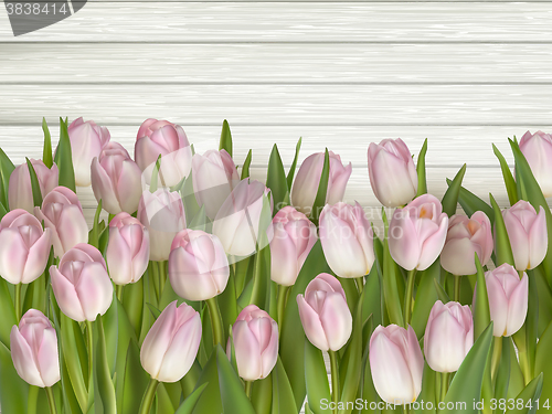 Image of Tulips on wooden background. EPS 10