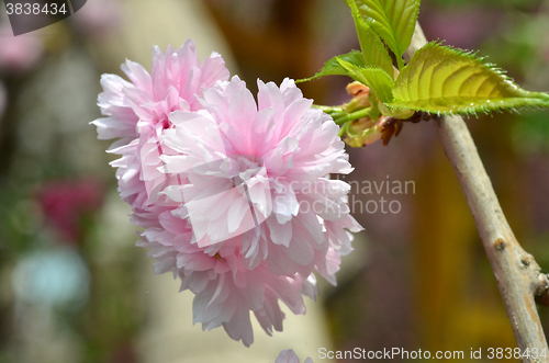 Image of Pink  flowers blossom