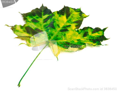 Image of Multicolor autumnal maple-leaf on white